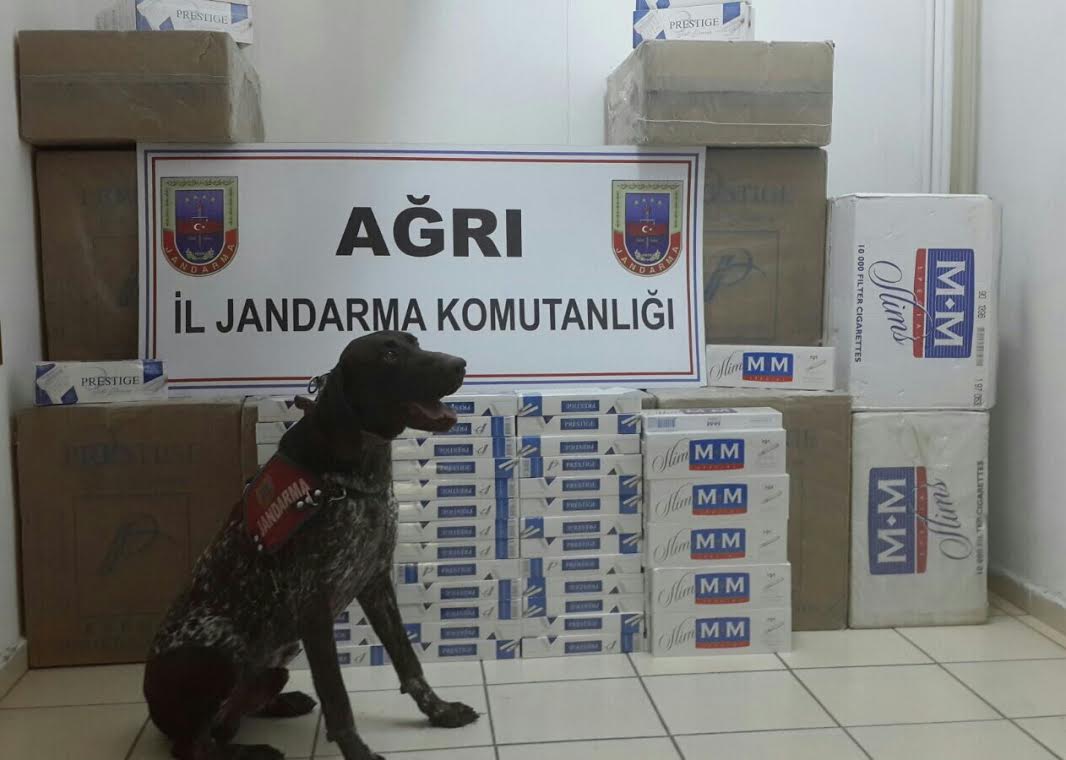 Ağrı’da Jandarma  31 bin paket kaçak sigara yakaladı