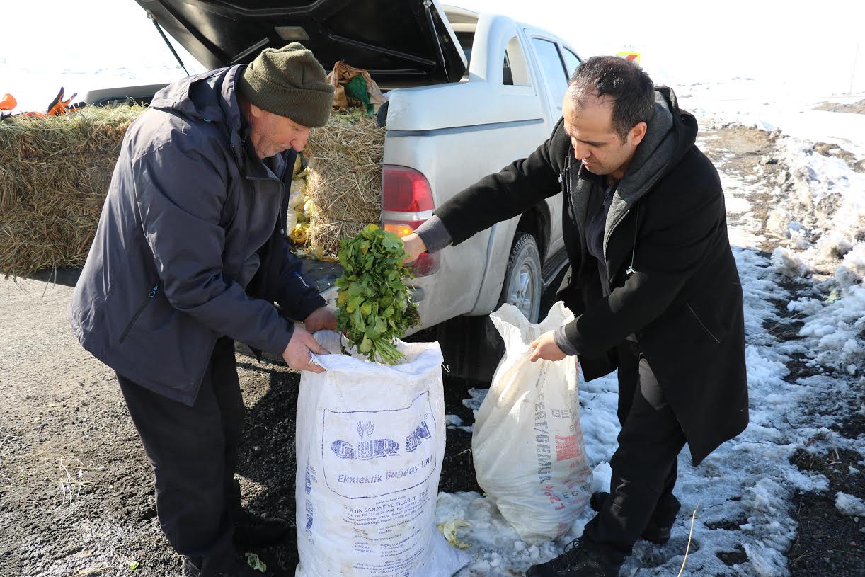 AĞRI DAĞINA YABAN KEÇİLERİ İÇİN YİYECEK BIRAKILDI.