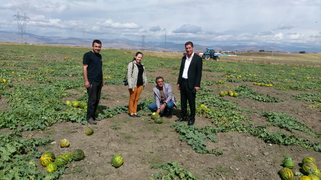 Ağrı’nın Yurtpınar Köyünde yılın ilk kavun hasadı yapıldı