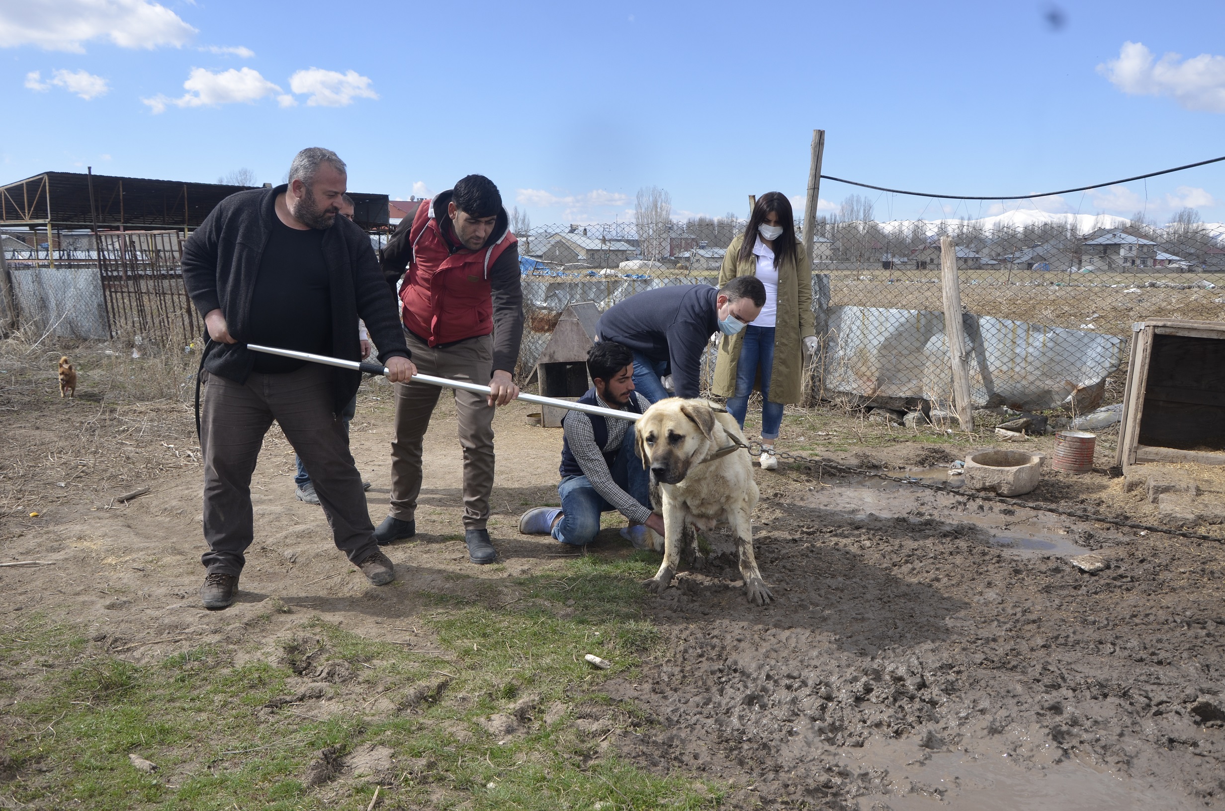 Sahipli ve Başıboş Köpekler Aşılanıyor