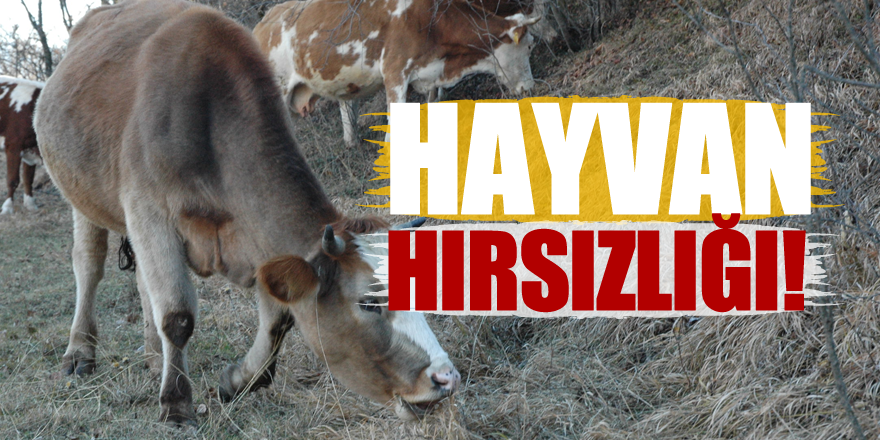 Ağrı’da 17 büyükbaş 30 küçükbaş hayvan yağmalandı.