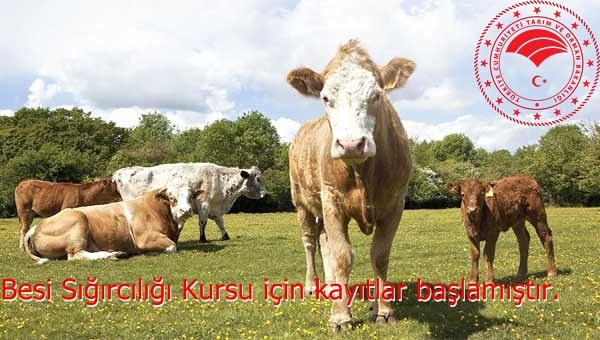 Ağrı’da Besi Sığırcılığı Kursu için kayıtlar başlamıştır.